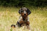 BEAUCERON - PUPPIES 297